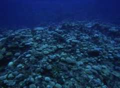 Click for image